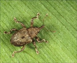 insect on water hyacinth