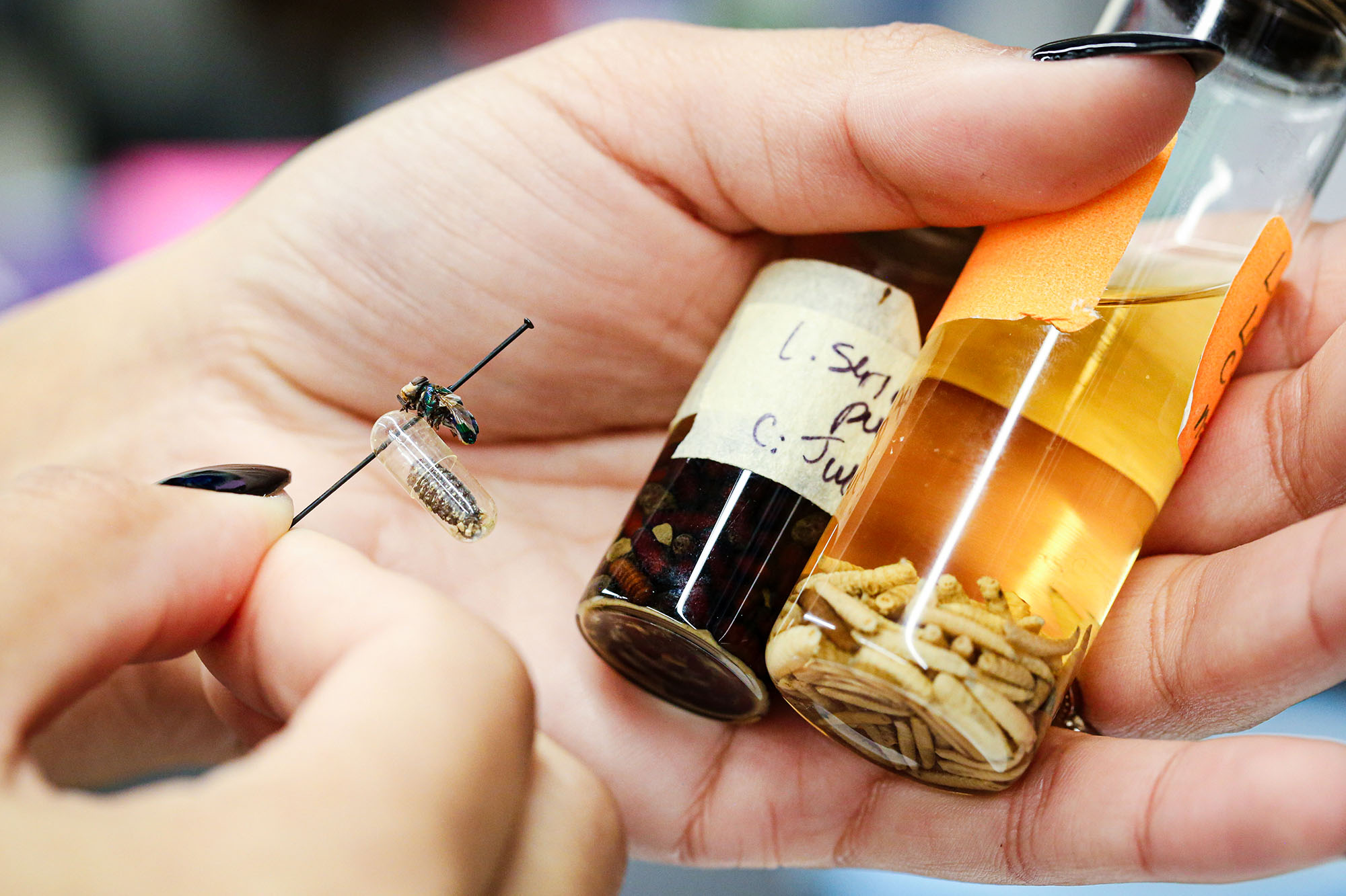 Alexa Figueroa holds a variety of necrophagous insect specimens.