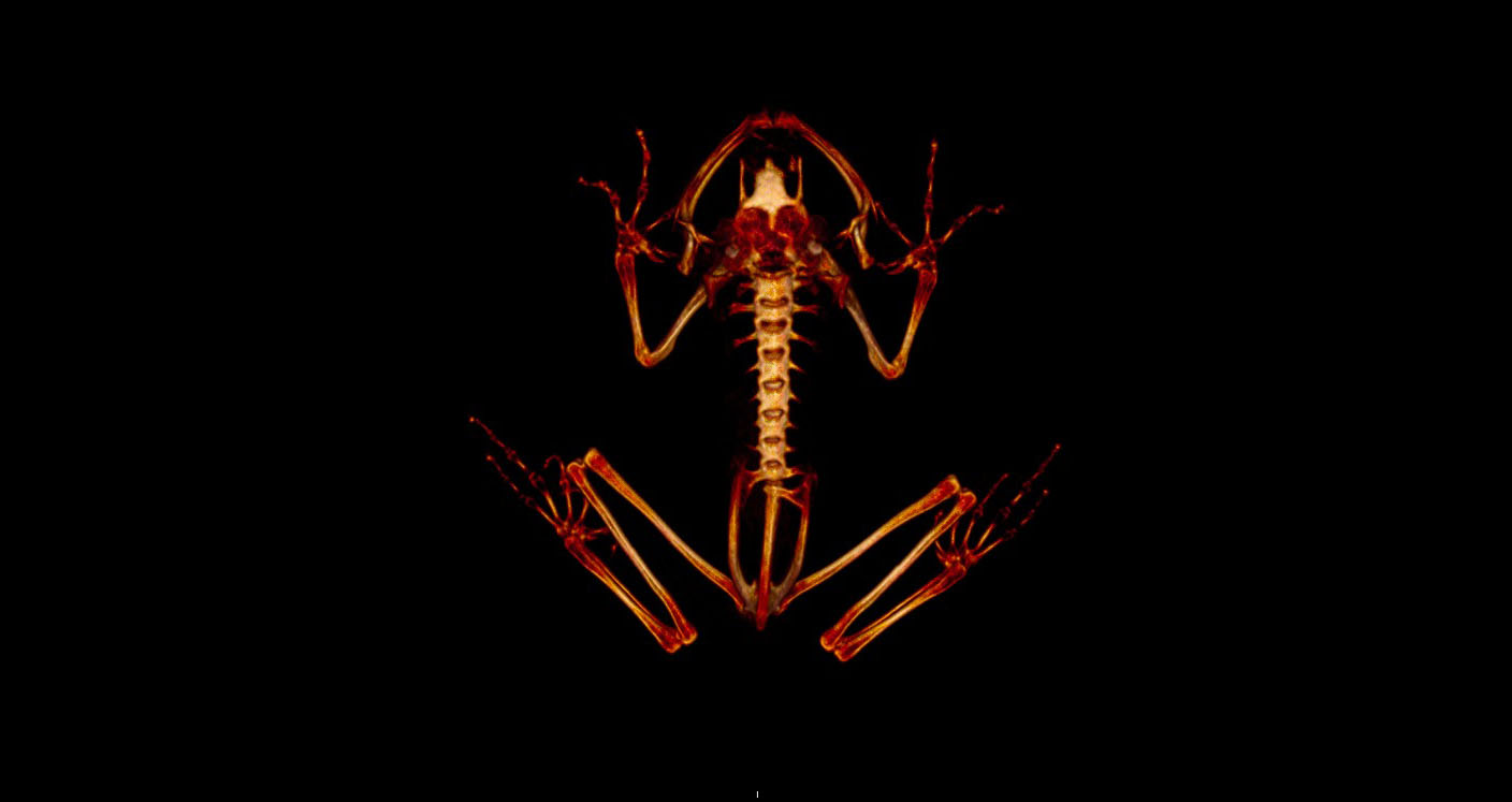 Lemur frog CT scan.