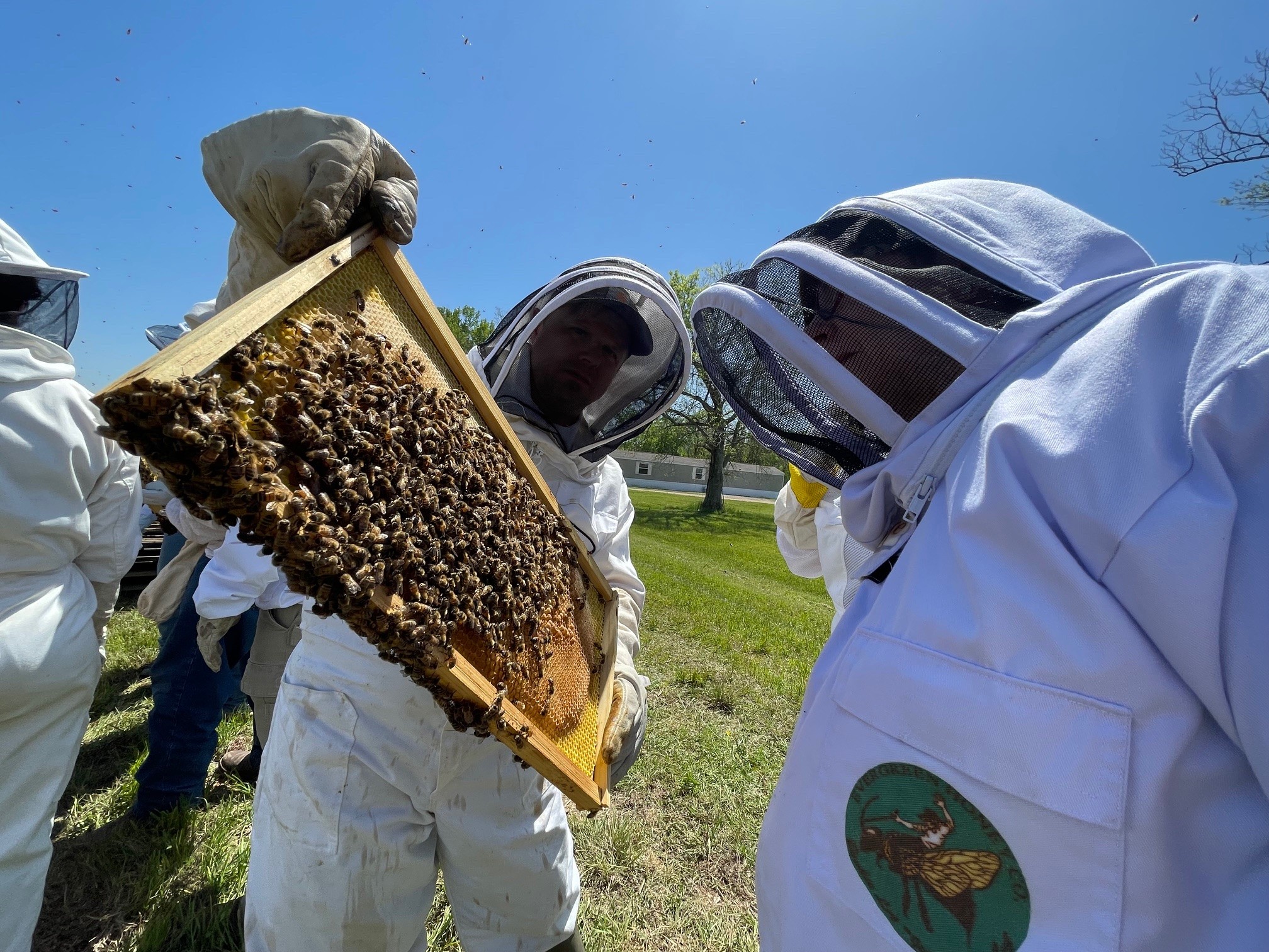 beekeepers looking at hive frame