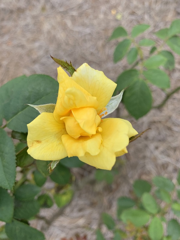 yellow rose