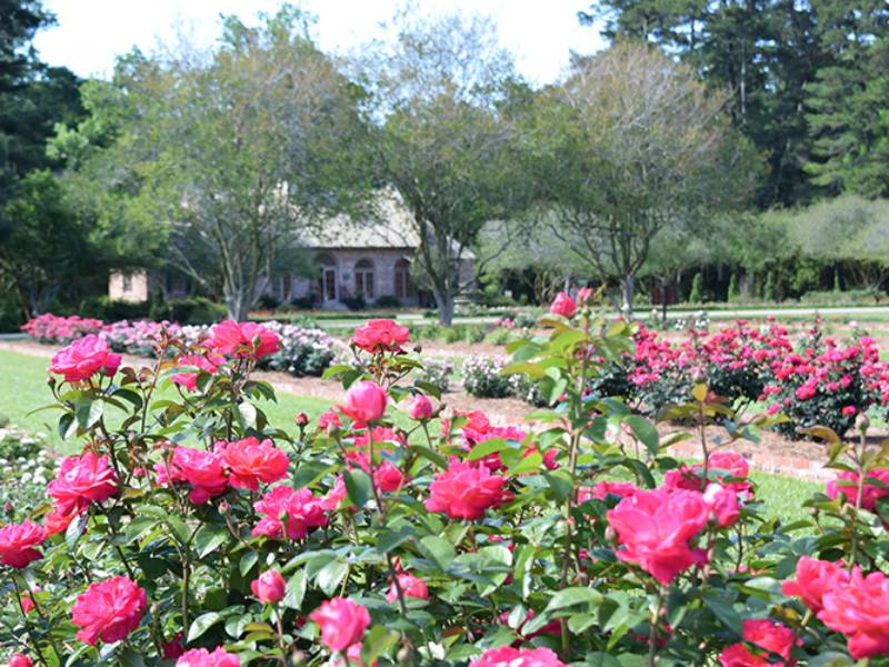 rose garden