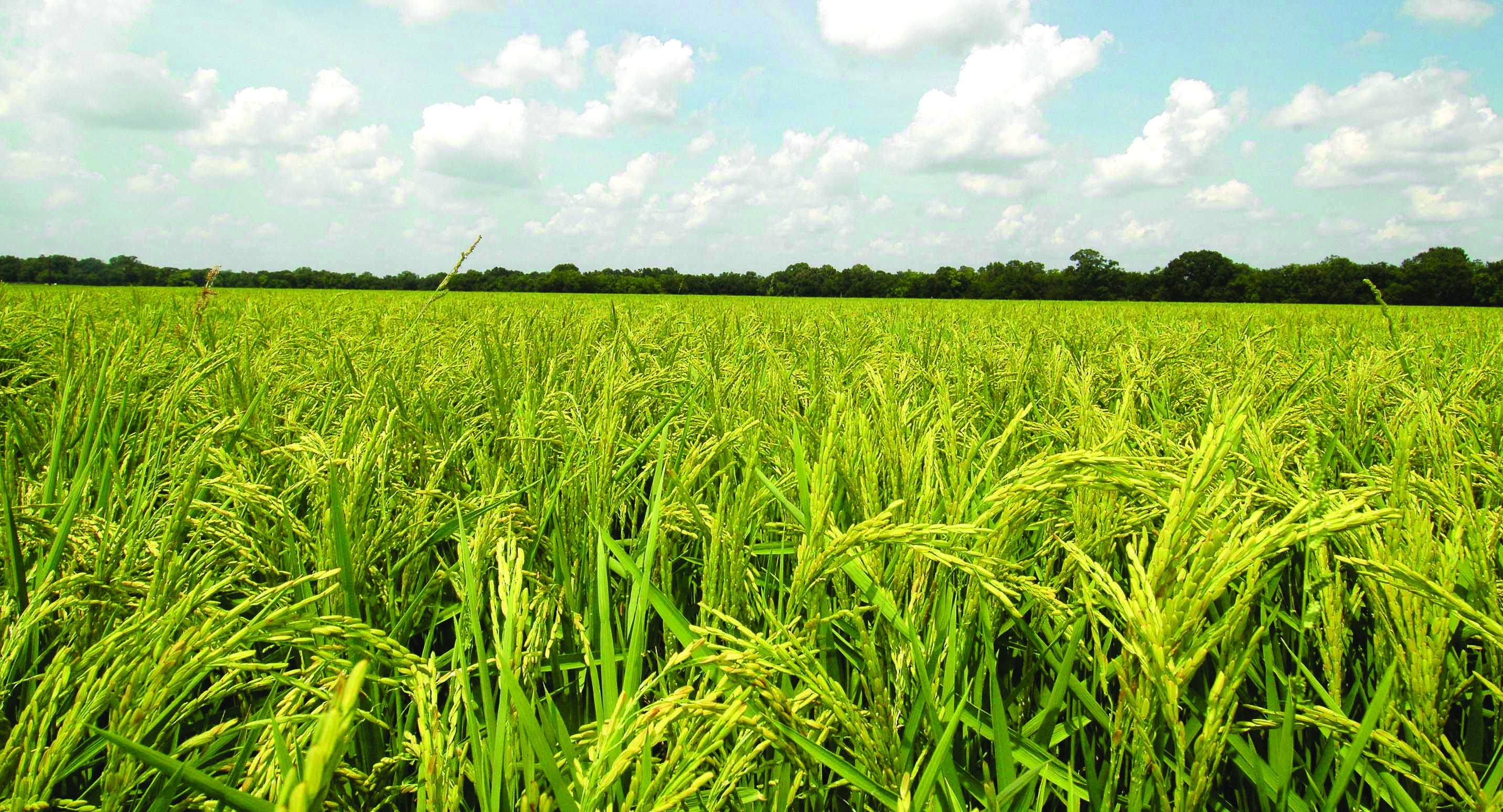 rice field