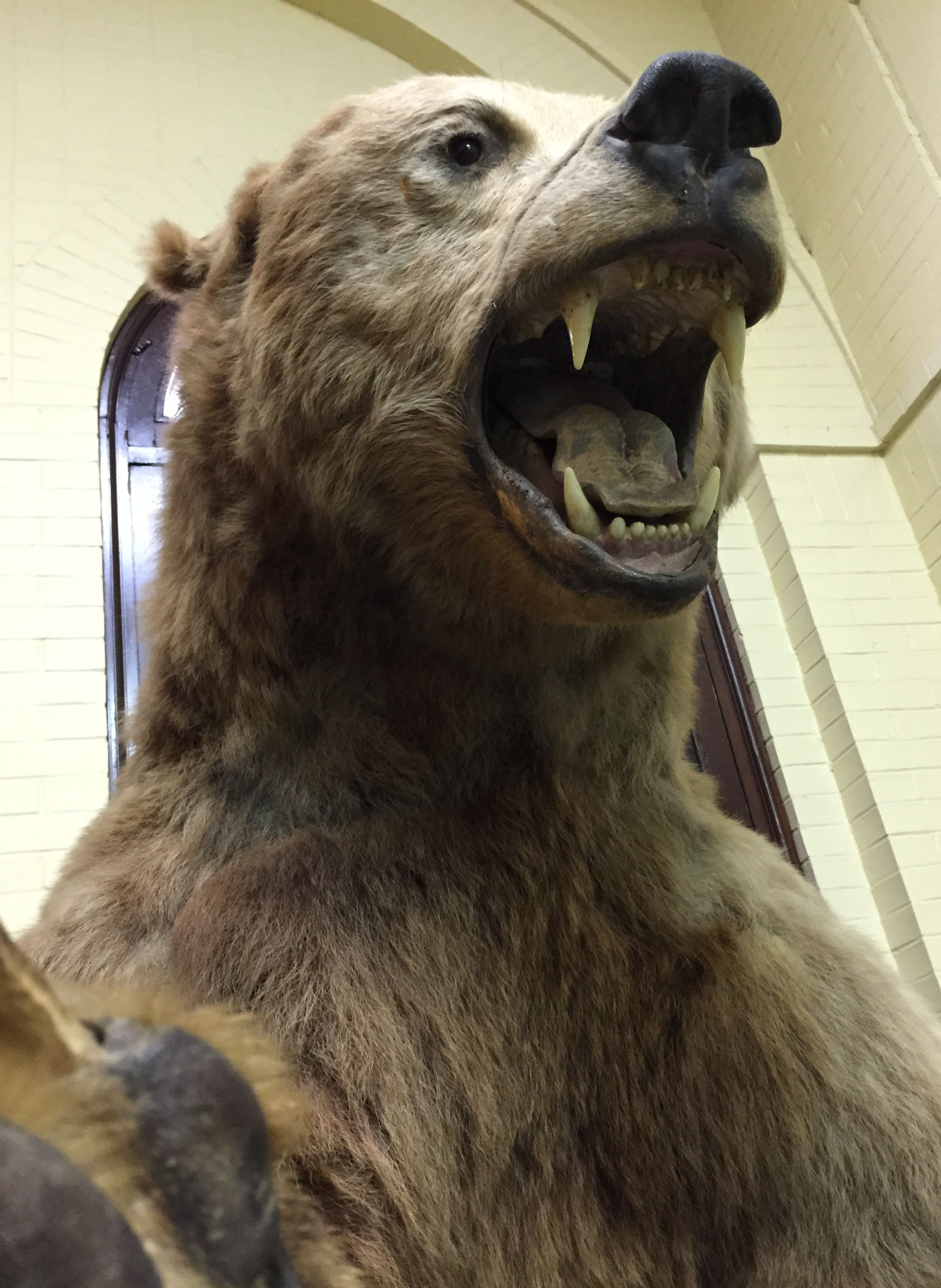 A "selfie" of a brown bear