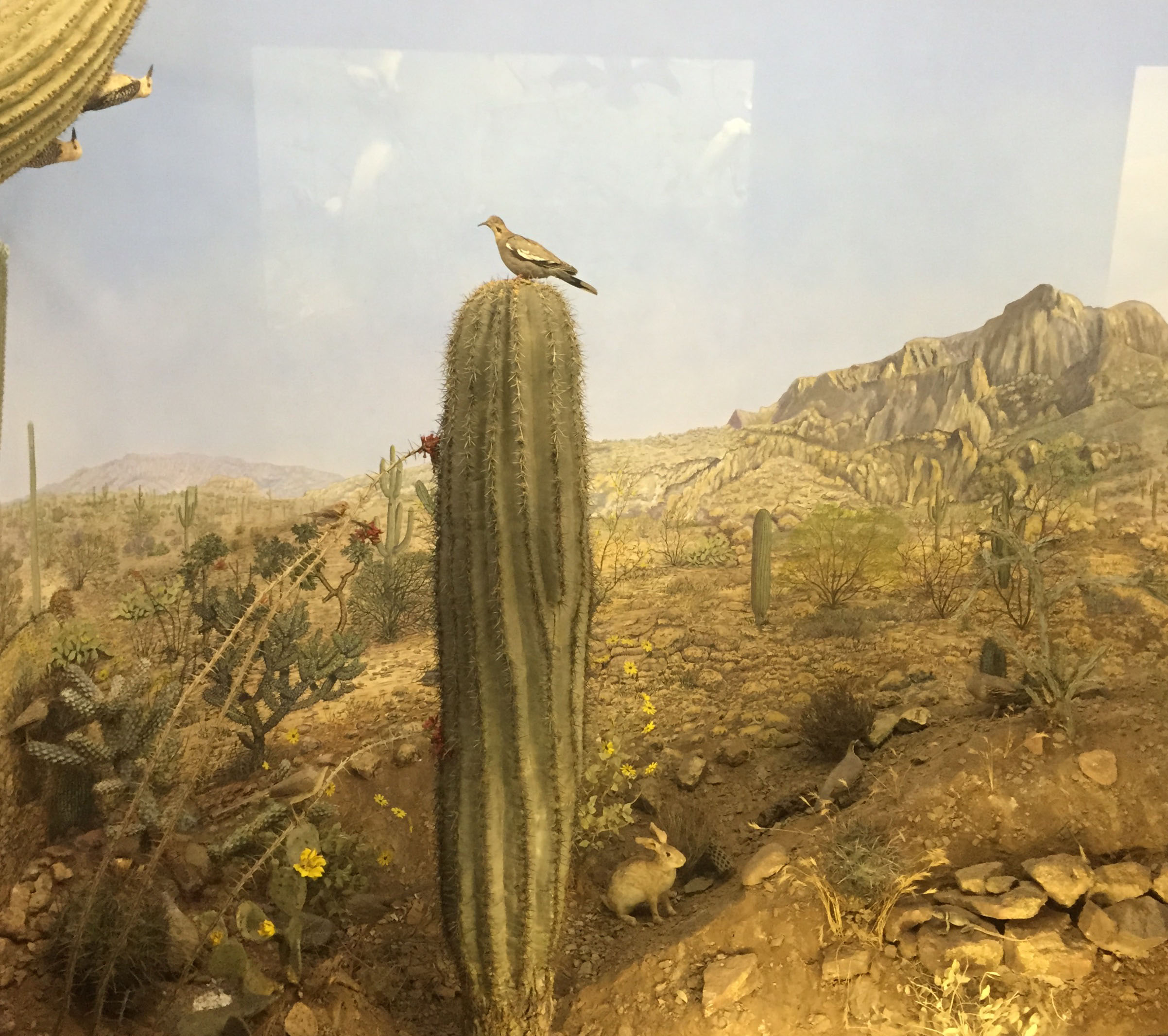 Desert landscape with cacti