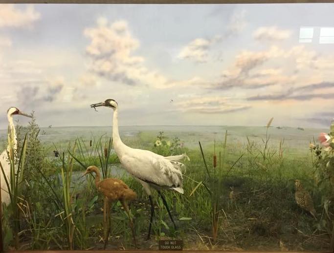 Whooping cranes in Louisiana's prairie