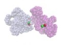 Cyclic Polypeptoid molecules