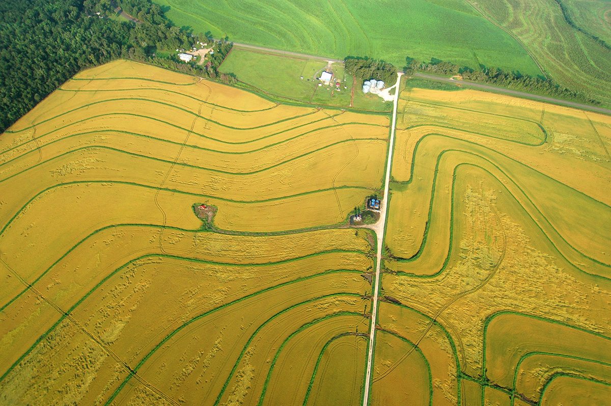 Photo of a rice field