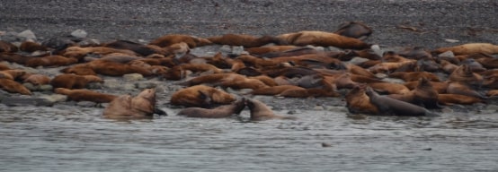 Steller Sea Lions 